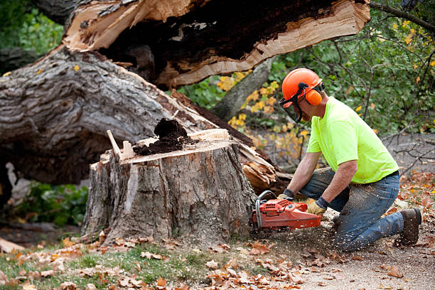 Dead Tree Removal in Jacksonville, OR